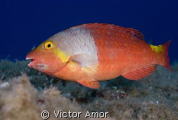 Parrot Fish by Victor Amor 